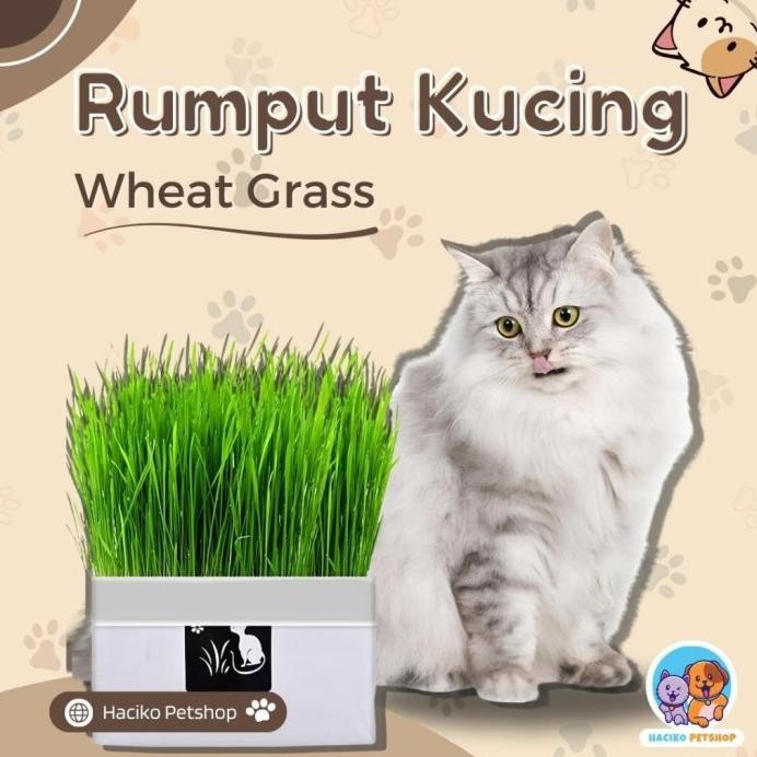 

Terlaris [Haciko Petshop] Rumput Kucing Paket Tumbuh Benih Gandum Premium Cat