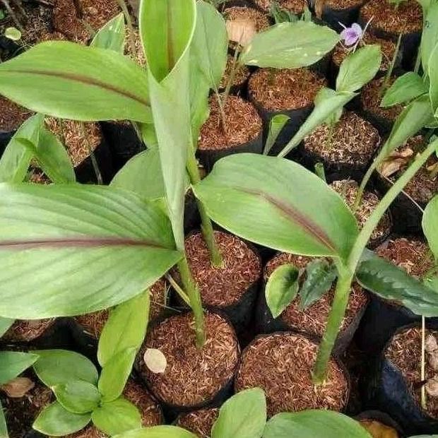 

Terlaris Bibit Tanaman Kunyit Putih/Bibit Temu Putih Ready Stok