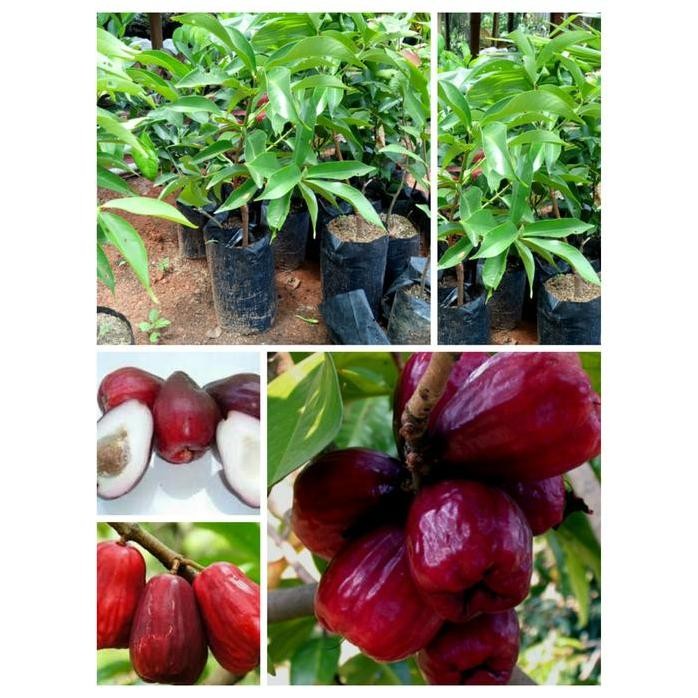 

Terlaris Bibit Tanaman Buah Jambu Air Jamaika Super Atau Jambu Air Darsono