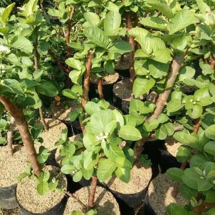 

Terlaris Bibit Jambu Kristal Merah Cangkok