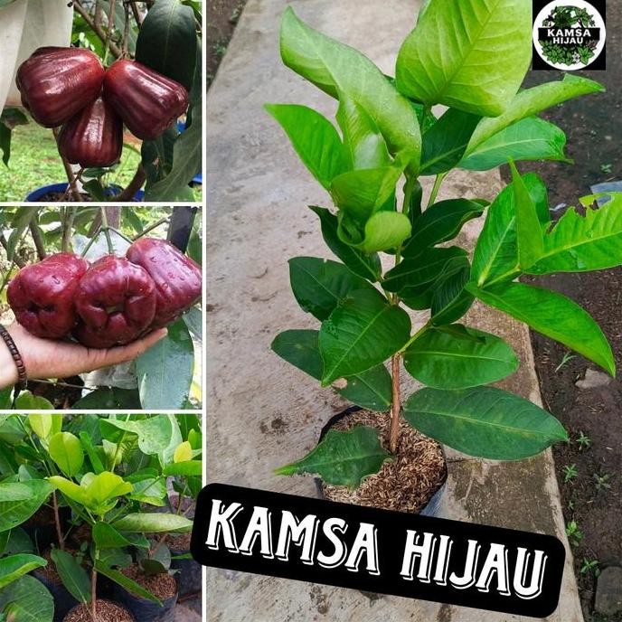 

Terlaris Bibit Jambu Black Kingkong