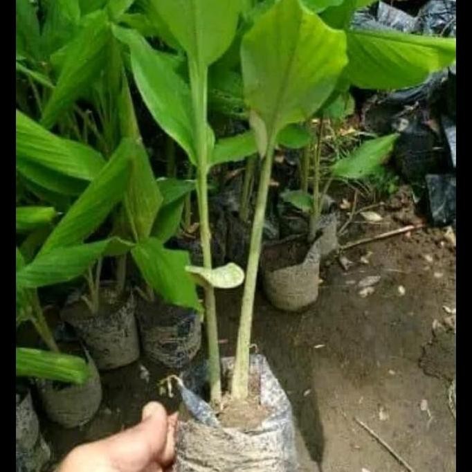 

Terlaris Bibit Tanaman Temu Putih - Kunyit Putih - Obat Herbal