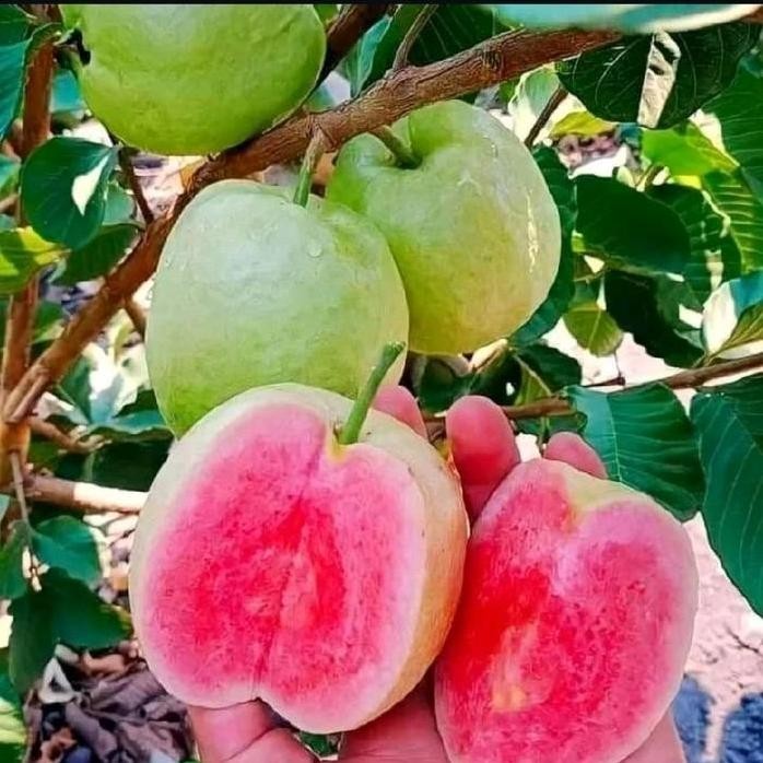 

Terlaris Bibit Jambu Kristal Merah