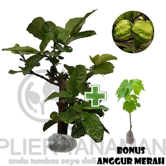 

Terlaris Bibit Buah Jambu Sukun Kristal Bonus Anggur Merah