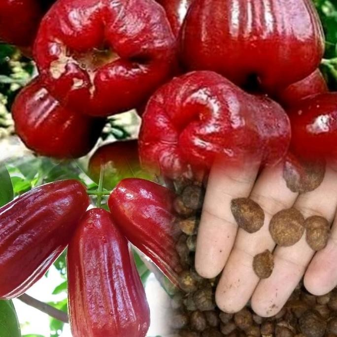 

Terlaris Benih Jambu Air Berkualitas Premium ( Bibit Jambu Air Citra )