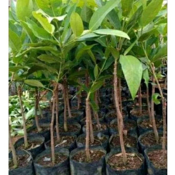 

Terlaris Bibit Tanaman Jambu Air Impor Okulasi-Siap Dipesan