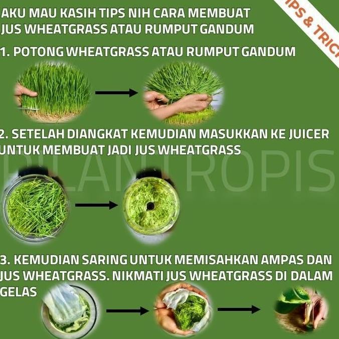 

Terlaris Grosir Benih Wheatgrass 1Kg Bibit Rumput Gandum Kucing Microgreen Seed