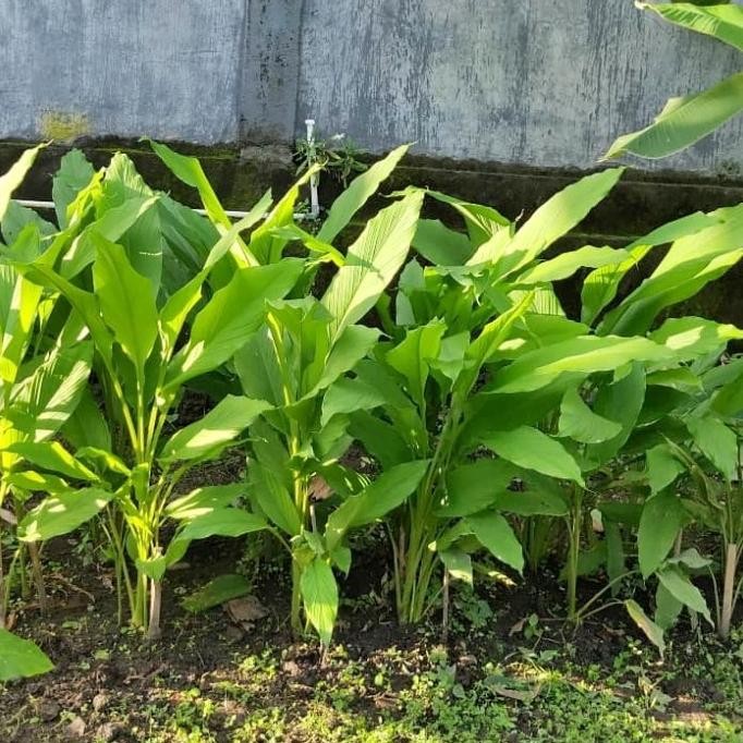 

Terlaris Tanaman Herbal Kunyit/Bibit Tanaman Kunyit Eeee