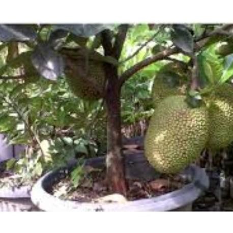 

Terlaris Bibit Tanaman Buah Nangka Kunir Memiliki Warna Cerah Seperti Kunyit Okulasi