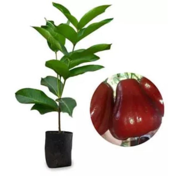 

Terlaris Bibit Jambu Dalhari