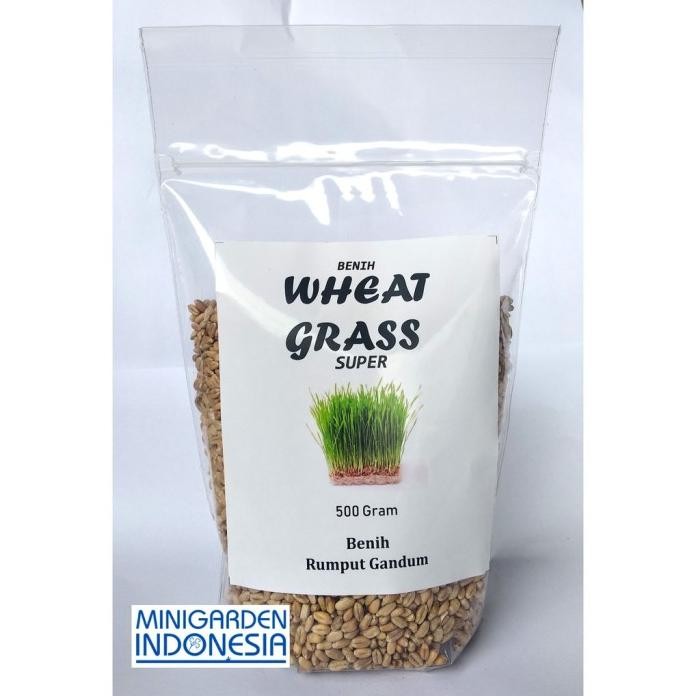 

Terlaris 500 Gram Bibit Benih Wheat Grass Rumput Gandum Bisa Diminum Kemasan