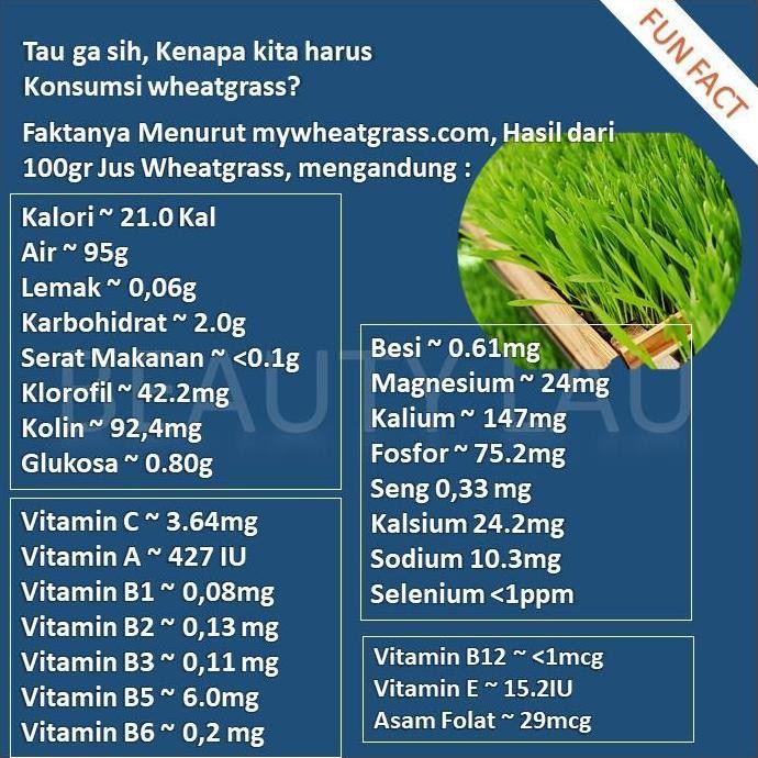 

Terlaris Benih Wheatgrass 1Kg Bibit Rumput Gandum Untuk Kucing Biji Wheat Grass