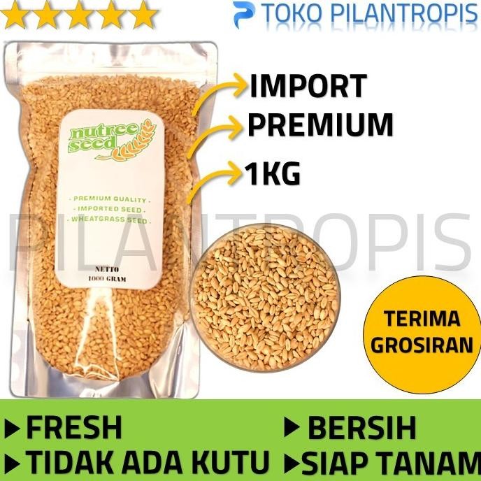

Terlaris Benih [Grosir] Benih Wheatgrass 1Kg Bibit Rumput Gandum Kucing Microgreen Seed Import Murah