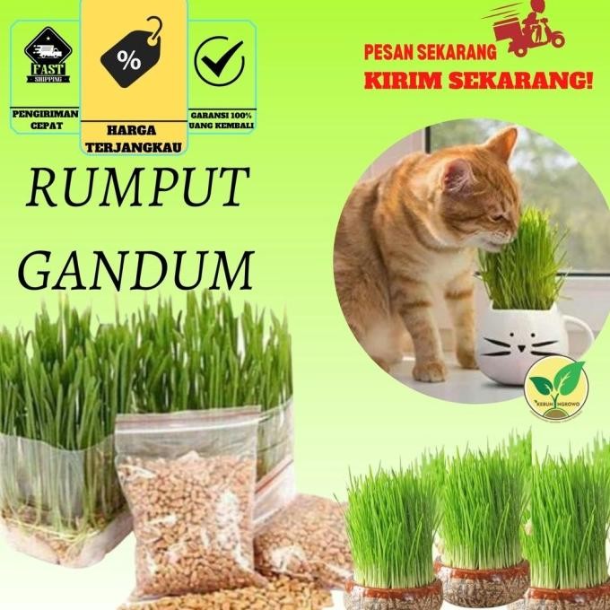 

Terlaris Benih Bibit Seed Rumput Gandum Untuk Kucing Microogren /Wheat Grass / Wheatgrass Seed Kemasan Aluminium