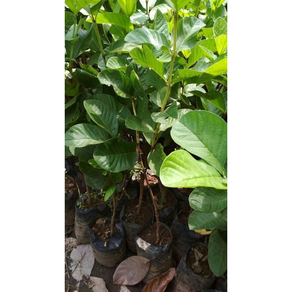 Terlaris Bibit Jambu Biji Bangkok