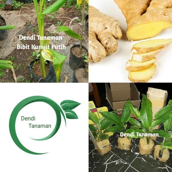

Terlaris Bibit Tanaman Kunyit Putih/Temu Putih (Obat Herbal)
