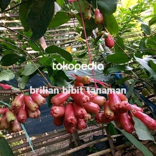 

Terlaris Bibit Tanaman Jambu Air Irung Petruk Pohon Jambu Irung Petruk Okulasi