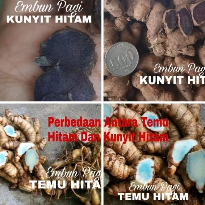

Terlaris - Promo Segar - Bibit Pohon Kunyit Hitam Jaminan Keaslian Seumur Hidup - Premium -