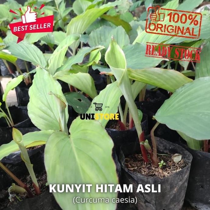 

Terlaris Paket Grosir 5 Bibit Kunyit Hitam Asli (Curcuma Caesia) 100% Ori