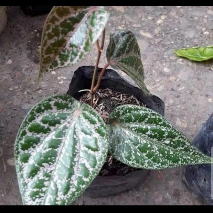 

Terlaris Sirih Merah (Piper Ornatum) - Bibit Tanaman Sirih Merah Original