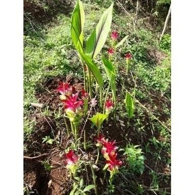 

Terlaris Terlaris Bibit Kunyit Putih/Kunyit Putih Cod