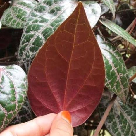 

Terlaris Free Ongkir Tanaman Sirih Merah Bibit