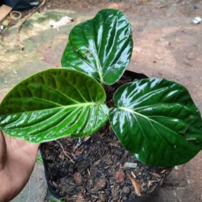 

Terlaris Tanaman Hias Pohon Sirih Papua Bibit Tanaman Hias Sirih Papua Cantik Tanaman Sirih Papua/Bibit Tanaman Hias Pohon Sirih Papua Cantik Kwalitas Super