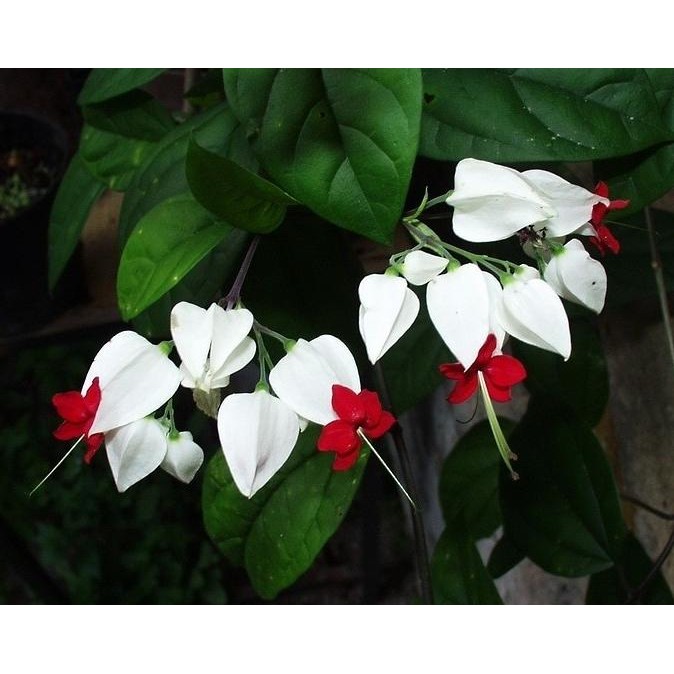 

Terlaris Best Tan Hias Bibit Bunga Nona Makan Sirih Putih Terima Kasih