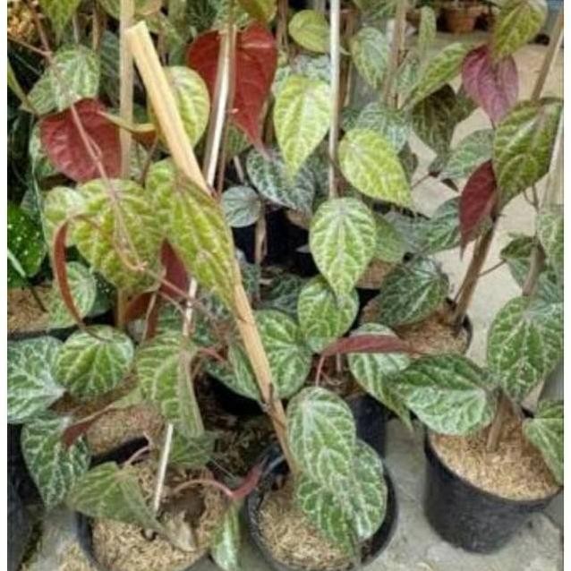 

Terlaris Bibit Sirih Merah Tanaman Hidup Doswle 5302Gh