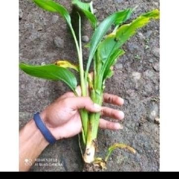 

Terlaris Bibit Kunyit Sayur 3 Pcs Kunyit Bumbu