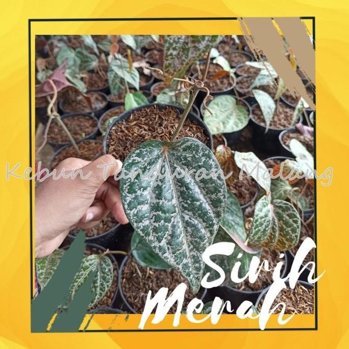 

Terlaris Bibit Sirih Merah Suruh Merah Tanaman Sirih / Tanaman Obat Dan Herbal