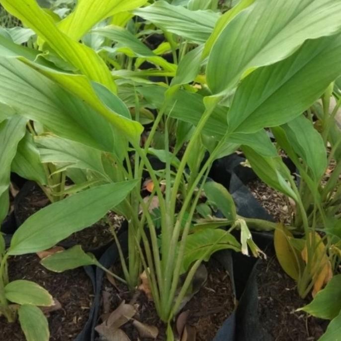 

Terlaris Tanaman Kunyit/ Bibit Tanaman Kunyit Pdnvnm 7313Wz