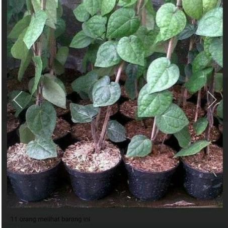 

Terlaris Bibit Pohon Sirih Hijau Herbal Sudah Berakar / Sirih Hijau Murah