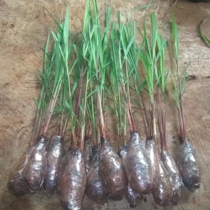 

Terlaris Bibit Tanaman Herbal Sereh Wangi / Tanaman Sereh Merah