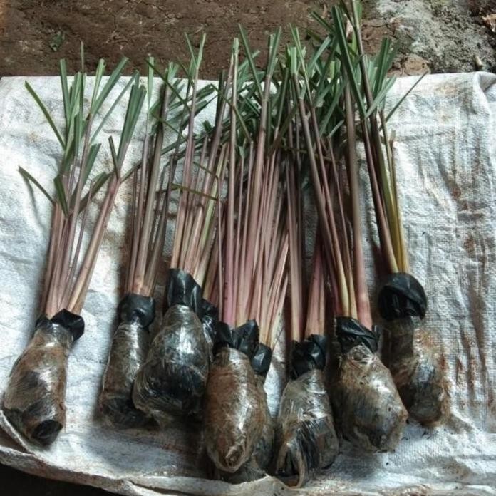 

Terlaris Bibit Sereh Wangi Siap Tanam Per 2 Bibit