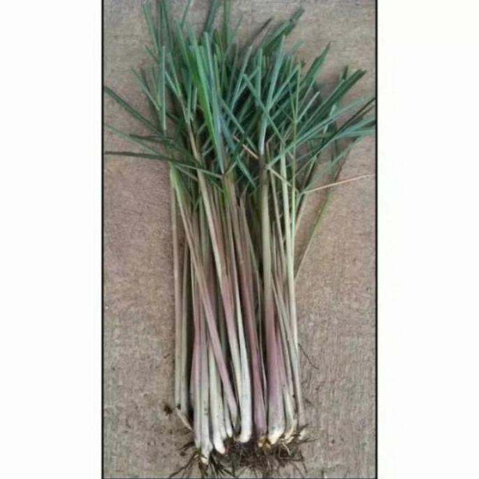 

Terlaris Bibit Sereh Merah,Sereh Wangi ,Bibit Tanaman Herbal Perkilogram