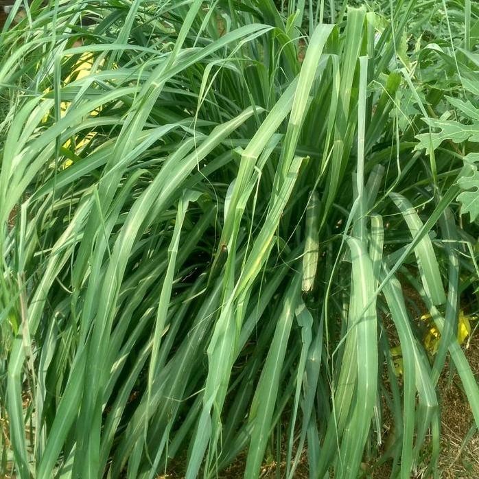 

Terlaris Bibit Sereh Wangi Organik