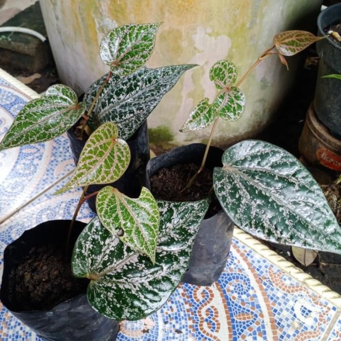 

Terlaris Sirih Merah || Daun & Bibit Tanaman Obat / Hias
