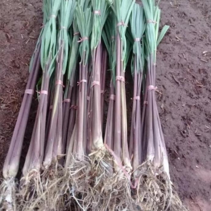 

Terlaris Bibit Pohon Sereh Merah / Sereh Wangi Tanaman Herbal Pohon Sereh Merah