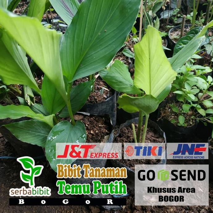 

Terlaris Bibit Tanaman Temu Putih - Kunyit Putih - Obat Herbal