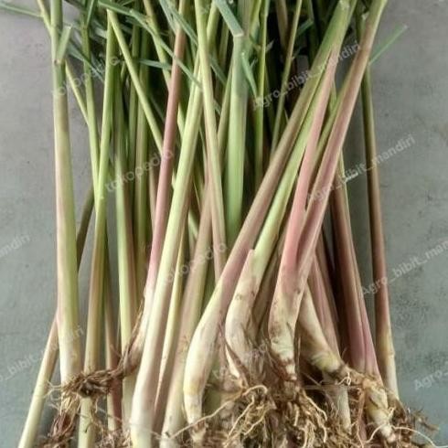 

Terlaris Bibit Tanaman Daun Sereh Wangi / Serai Herbal