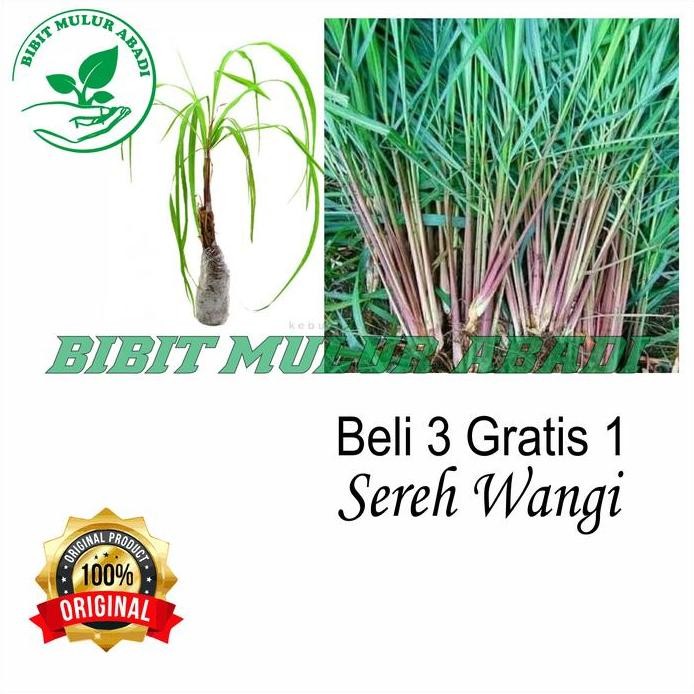 

Terlaris Bibit Tanaman Sereh Wangi 5 Batang Jo