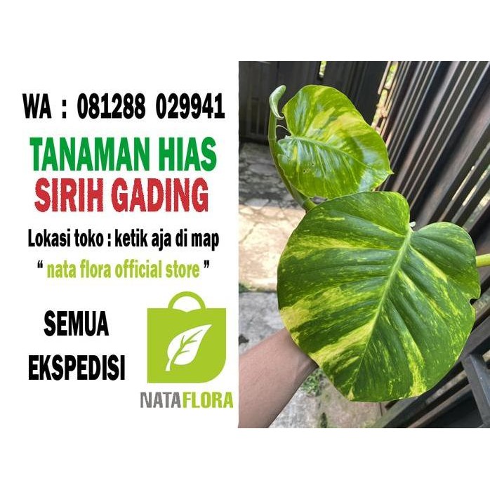 

Terlaris Bibit Tanaman Hias Gantung Sirih Gading / Srigading Untuk Hiasan Rumah