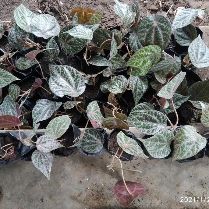 Terlaris Bibit Sirih Merah Asli