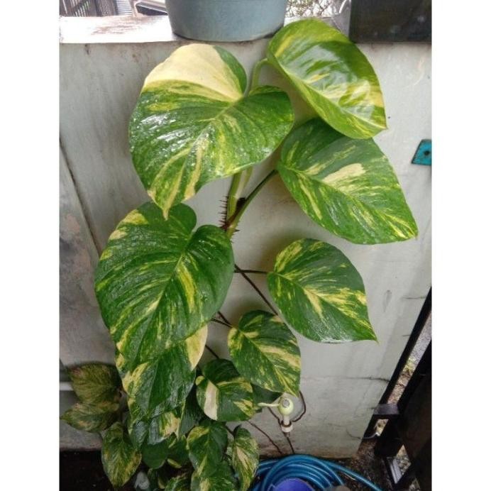 

Terlaris Bibit Sirih Gading Varigata (Stek Batang Berdaun) Ready.