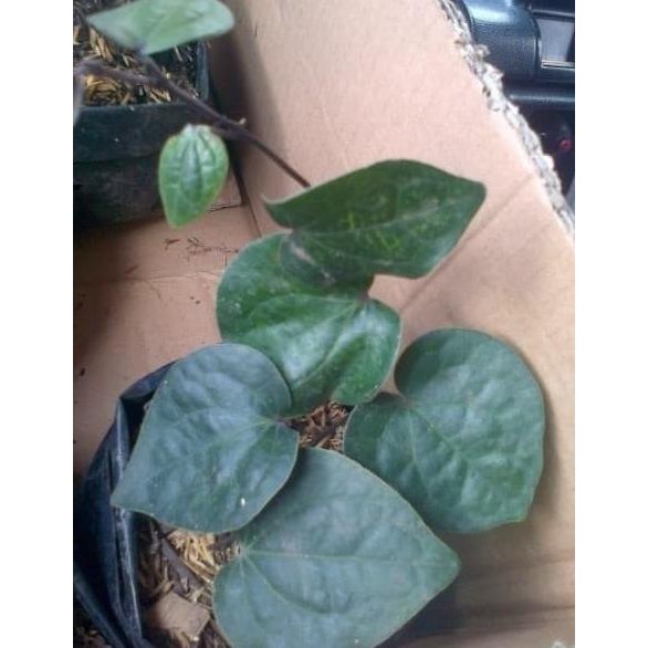 

Terlaris Ind4K Bibit Tanaman Dn Sirih Hitam Herbal Bibit Buah A Istimewa