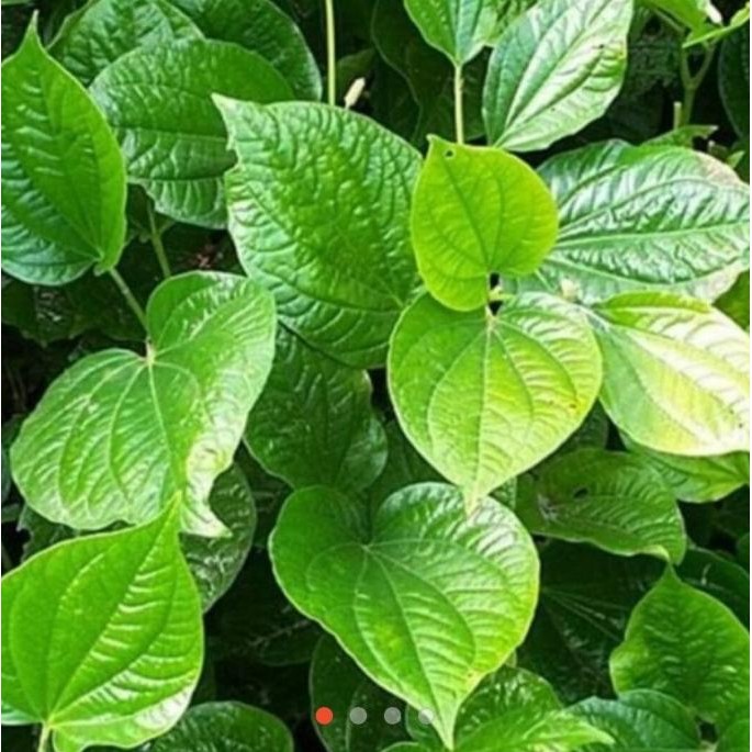 

Terlaris Benih Bibit Daun Sirih Lanang / Karuk Herbal Alami