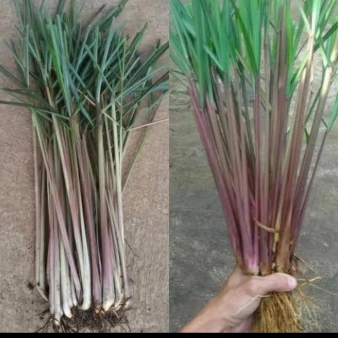 

Terlaris Bibit Sereh Wangi,Sereh Lanang,Sereh Merah,Bumbu Masak,Herbal,Dll