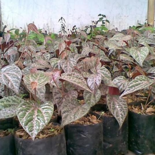 

Terlaris Sirih Merah Herbal Bibit