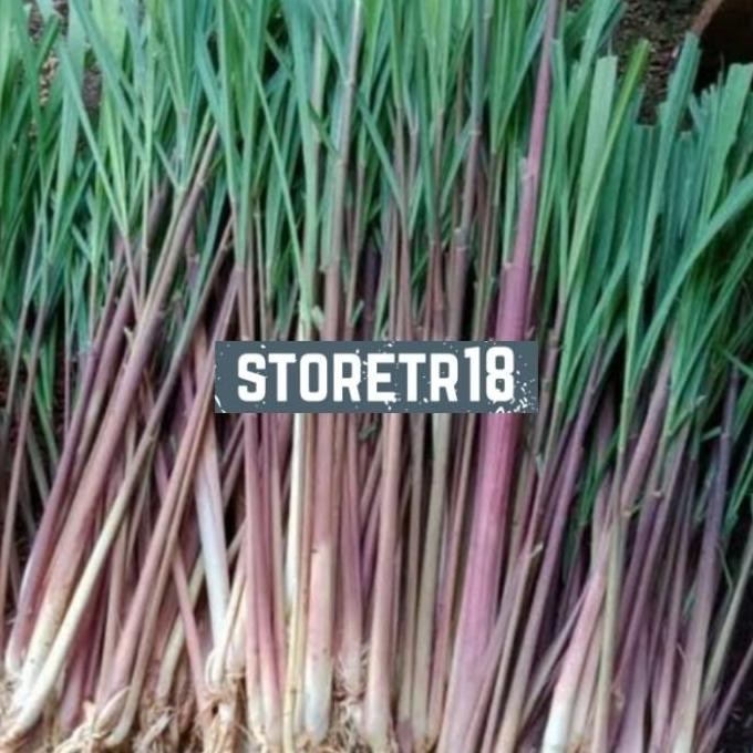 

Terlaris Jual Bibit Sereh Merah Sereh Wangi Serai Wangi Serai Merah 250 Gram